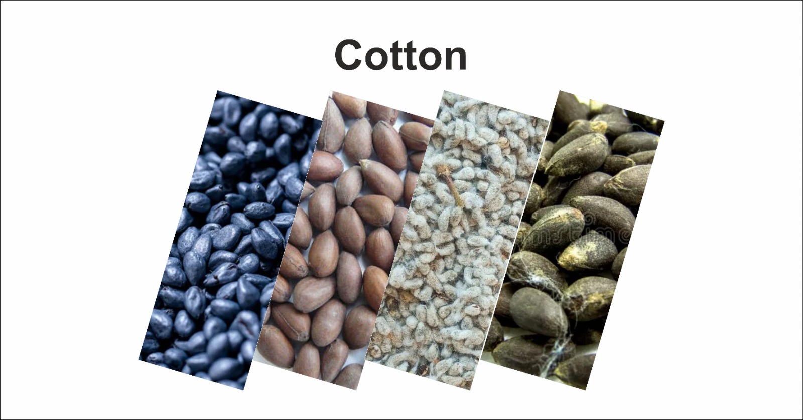 Cotton Hybrids