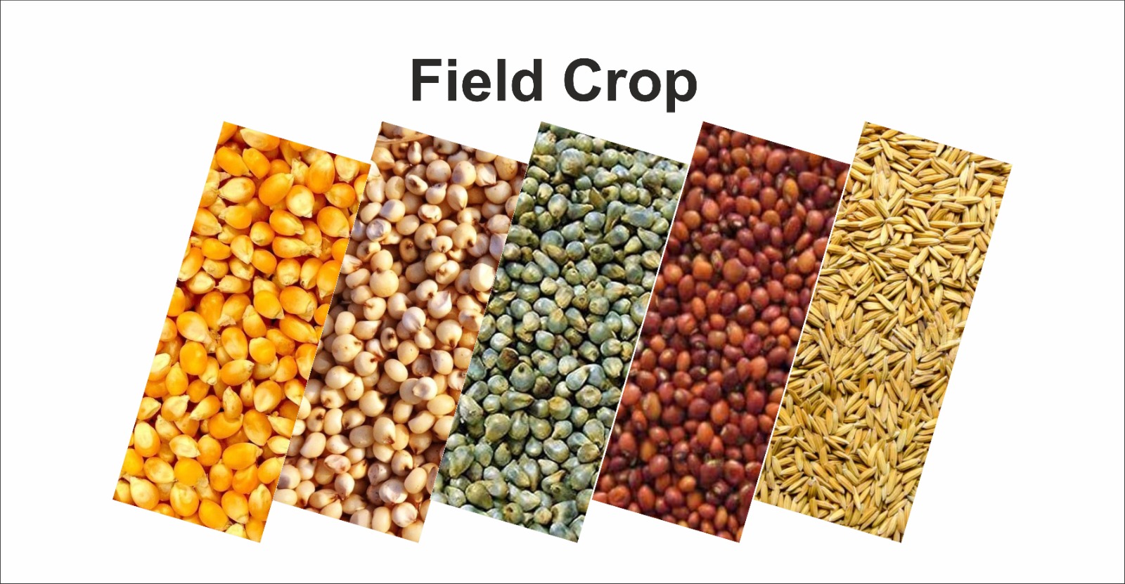 Field Crops