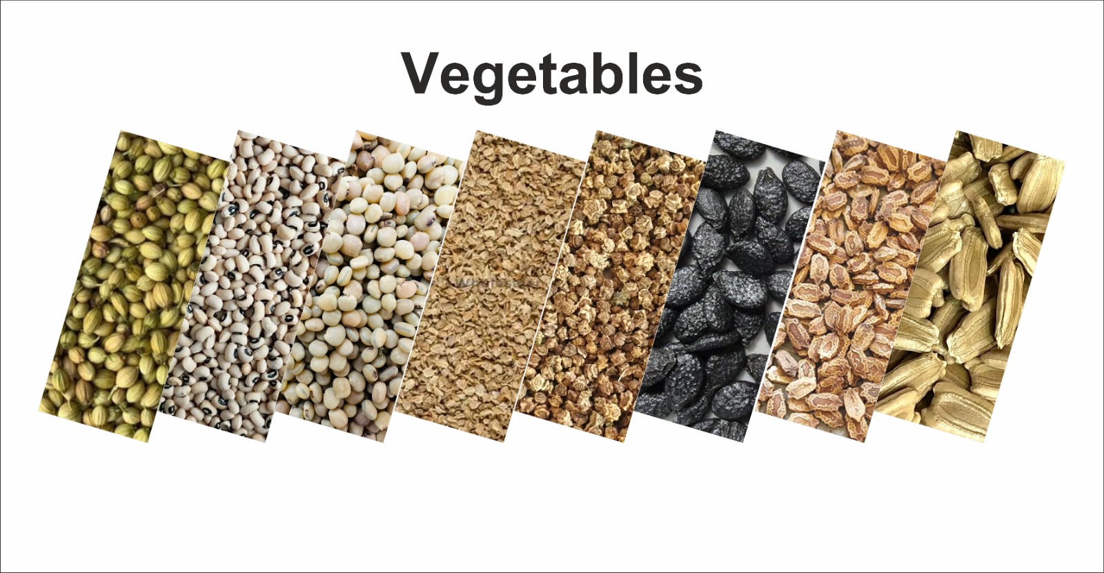 Vegetable Seeds